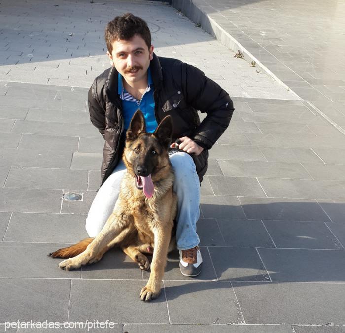 asİ Erkek Alman Çoban Köpeği