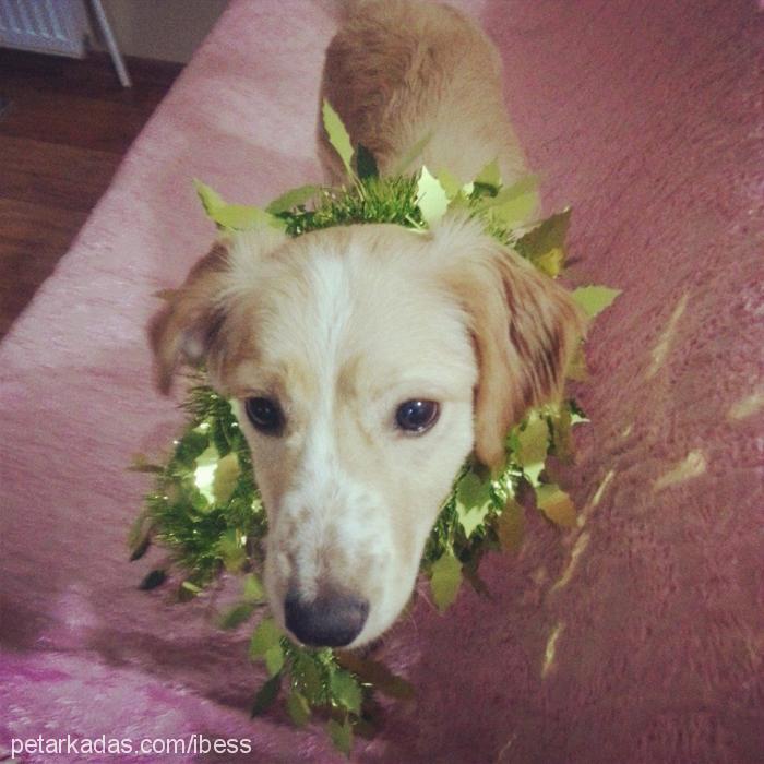 ada Dişi Golden Retriever