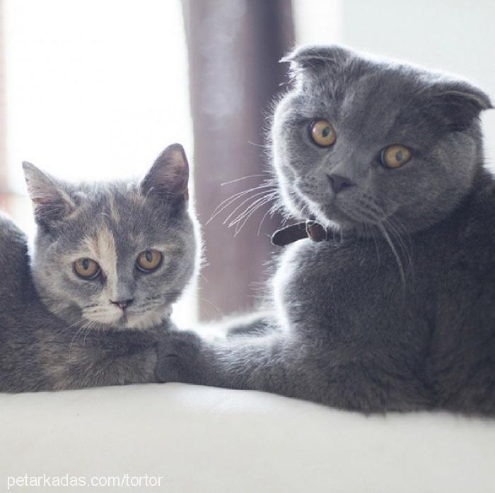 tortor Erkek Scottish Fold