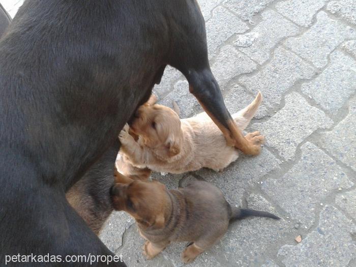 hera Dişi Doberman Pinscher