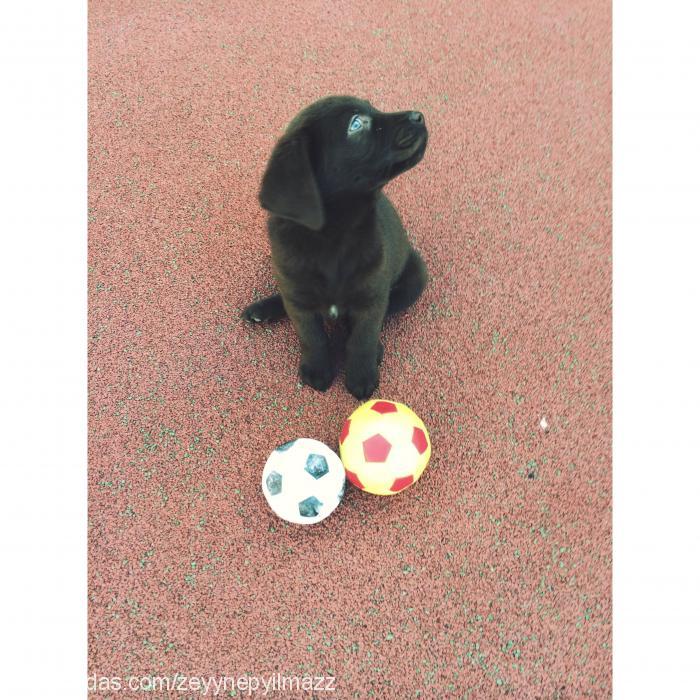 brownie Dişi Labrador Retriever