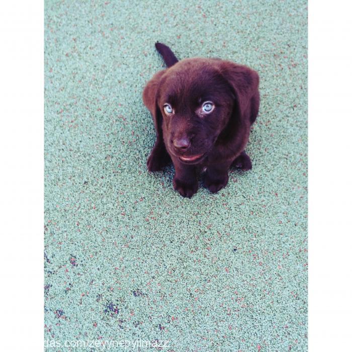 brownie Dişi Labrador Retriever