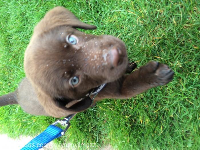 brownie Dişi Labrador Retriever