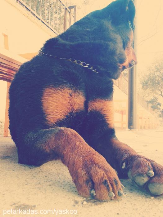 max Erkek Rottweiler