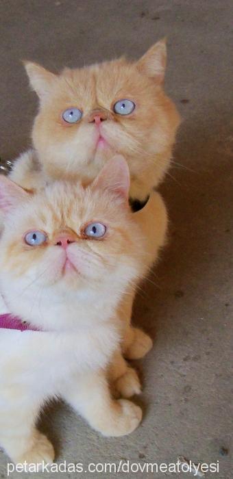 otto Erkek Exotic Shorthair