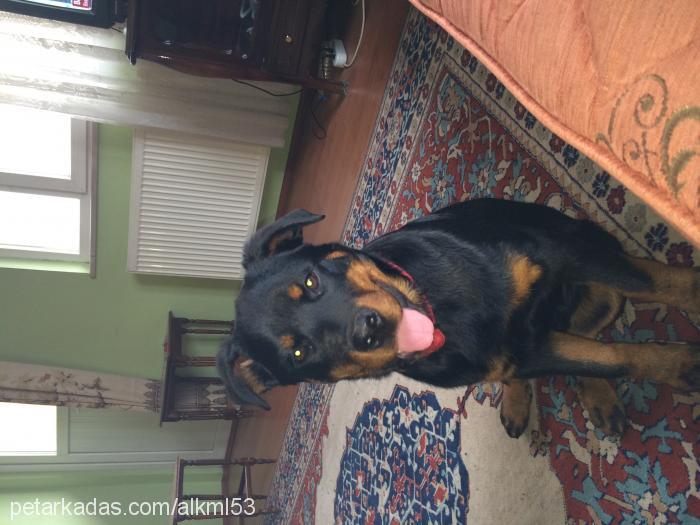 zeyna Dişi Rottweiler