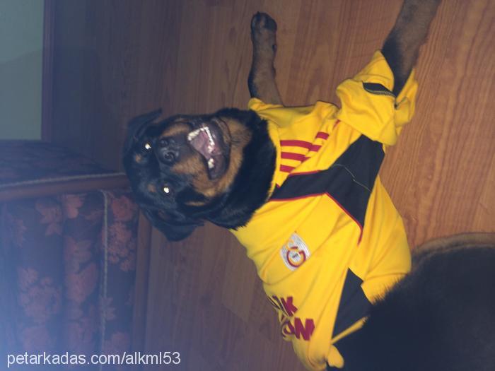 zeyna Dişi Rottweiler