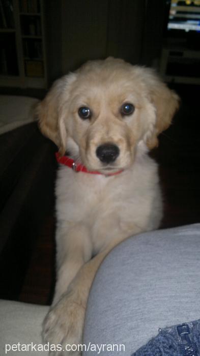 ayran Dişi Golden Retriever