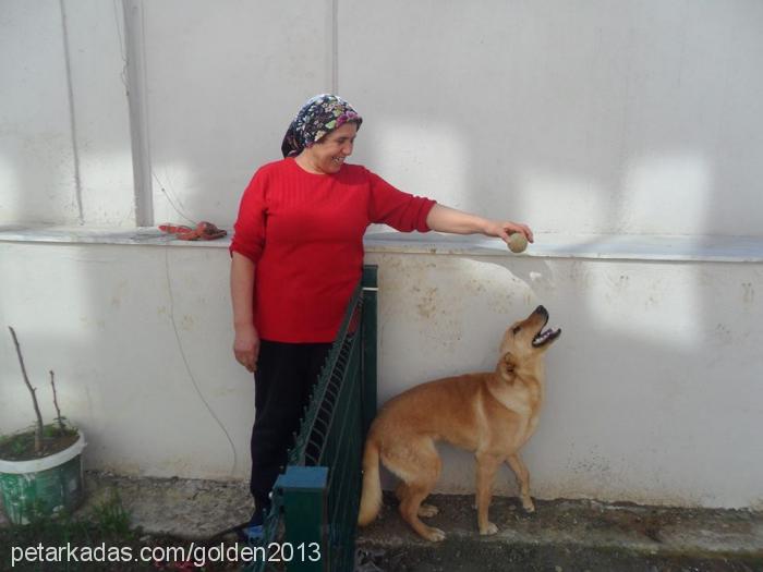 rüzgar Dişi Golden Retriever