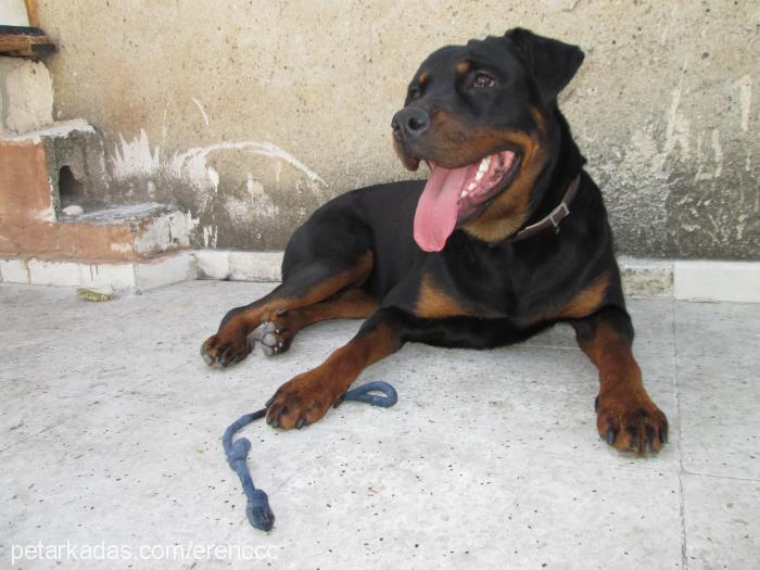 liza Dişi Rottweiler