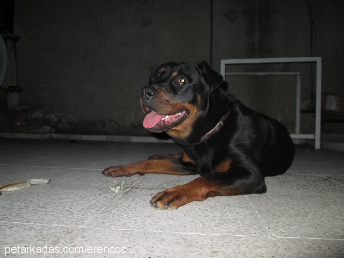 liza Dişi Rottweiler