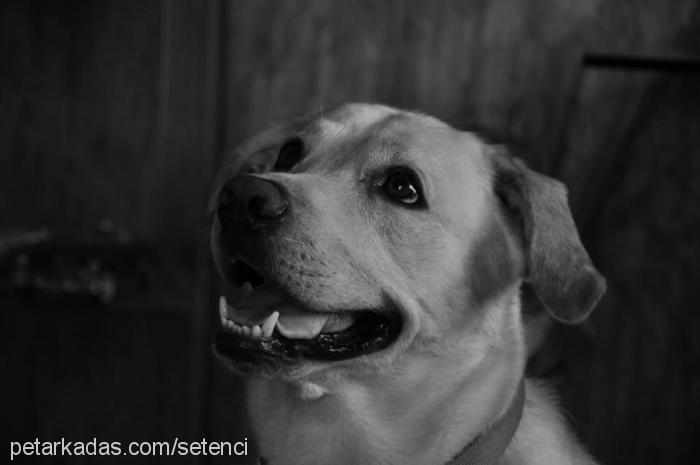 müdür Erkek Labrador Retriever