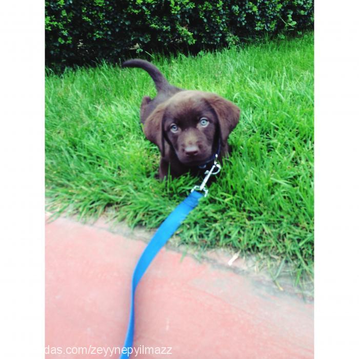 brownie Dişi Labrador Retriever