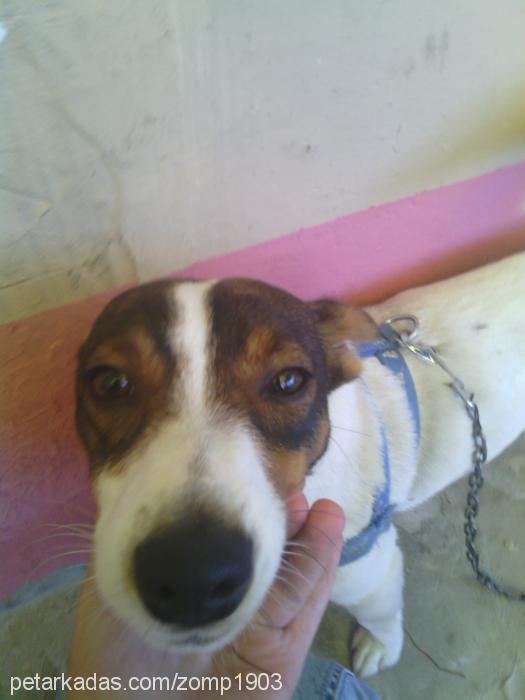 pan Erkek Jack Russell Terrier