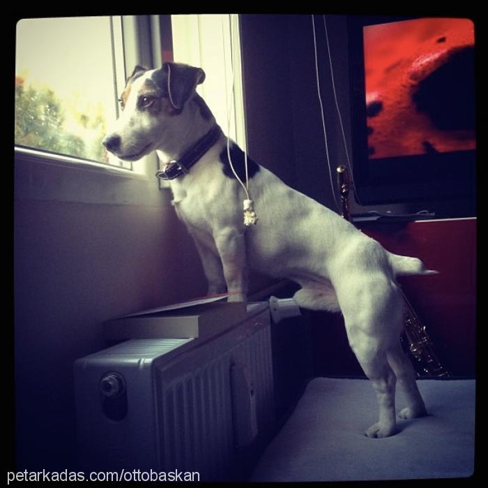 otto Erkek Jack Russell Terrier