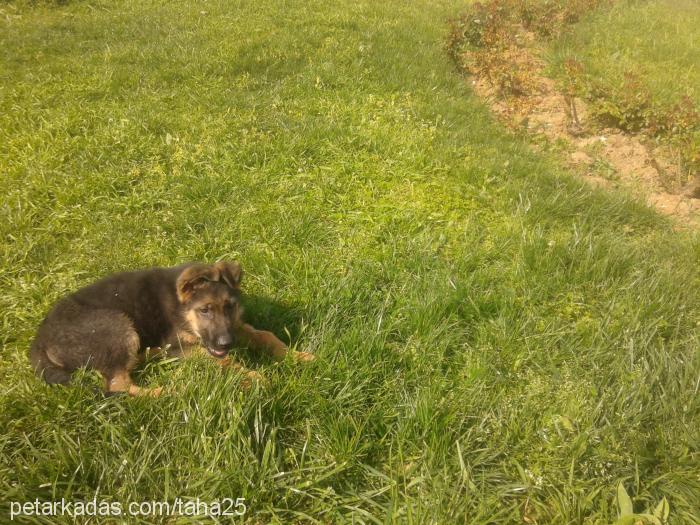 reks Erkek Alman Çoban Köpeği