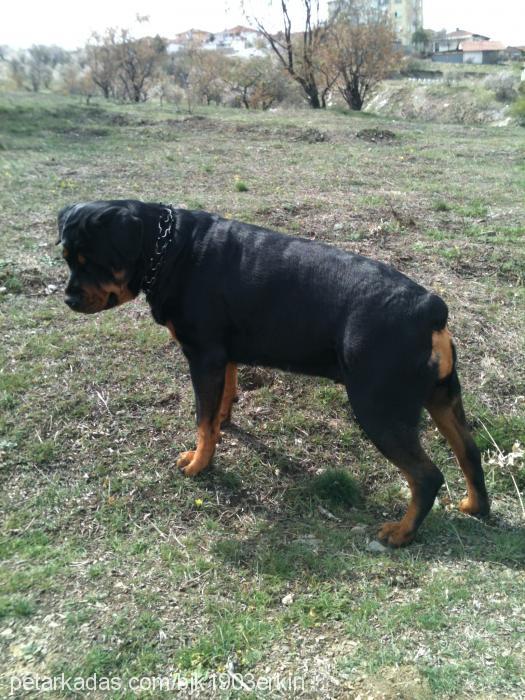 paris Dişi Rottweiler