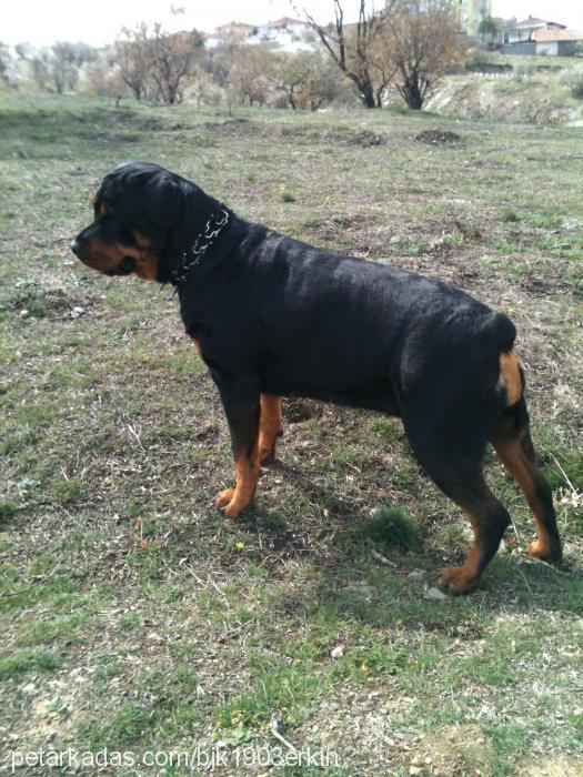 paris Dişi Rottweiler