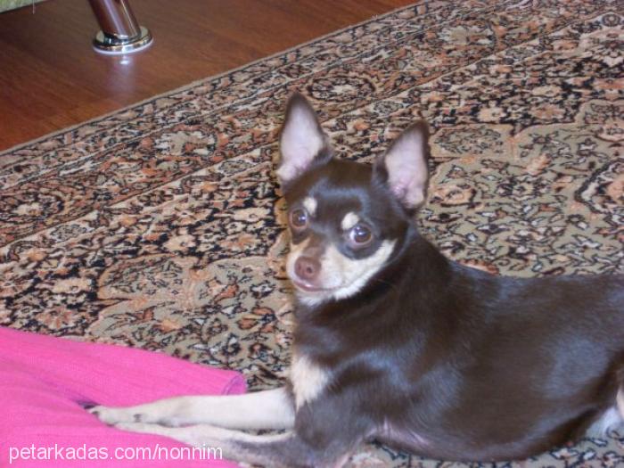 findik Dişi Minyatür Pinscher