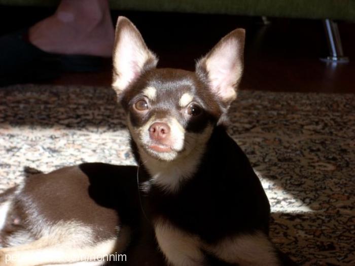 findik Dişi Minyatür Pinscher