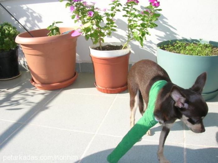 findik Dişi Minyatür Pinscher