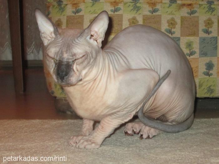 cibilcan Erkek Sphynx