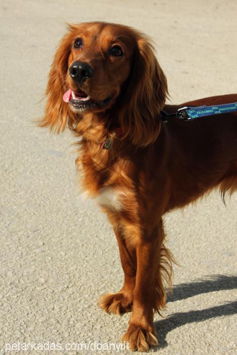 viski Erkek İngiliz Cocker Spaniel