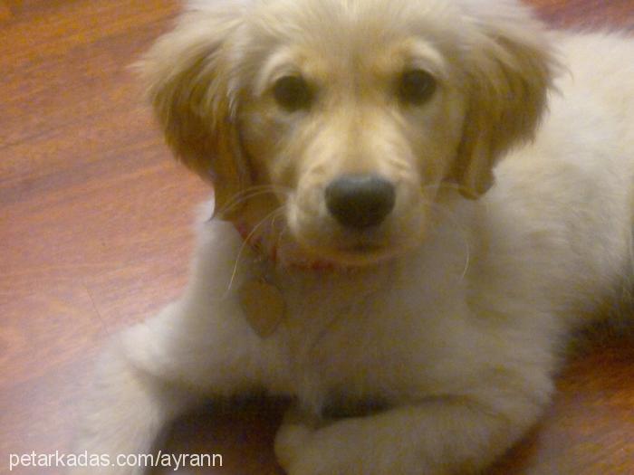 ayran Dişi Golden Retriever