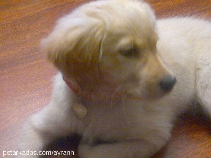 ayran Dişi Golden Retriever