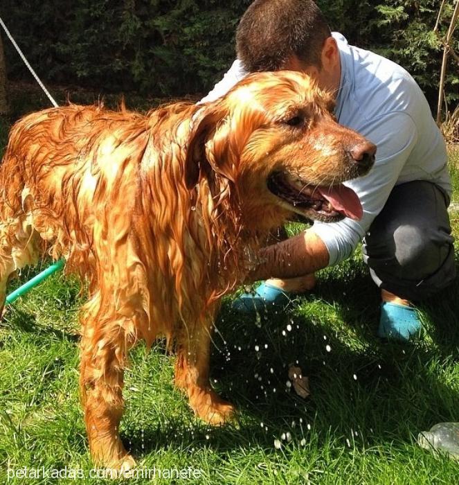 mango Erkek Golden Retriever