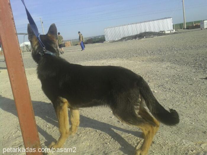 max Erkek Alman Çoban Köpeği