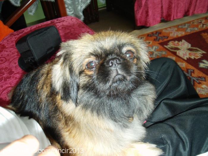 safiye Dişi Pekingese