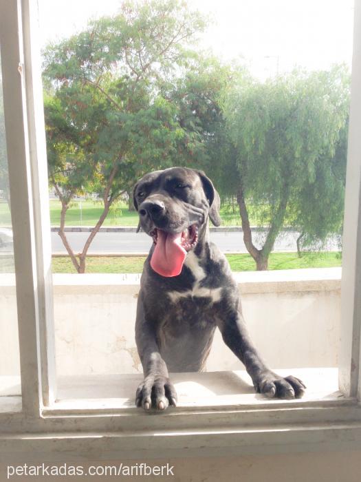 hera Dişi Cane Corso Italiano