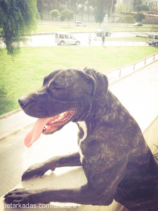 hera Dişi Cane Corso Italiano