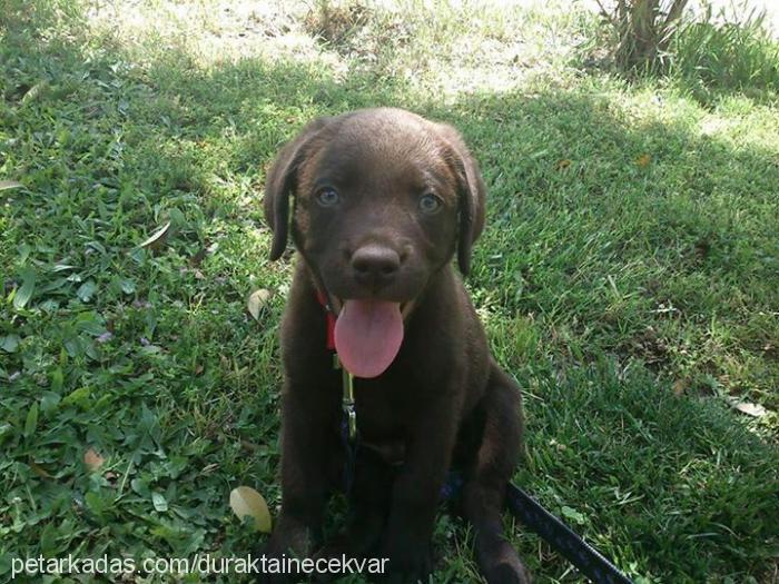 ares Erkek Labrador Retriever