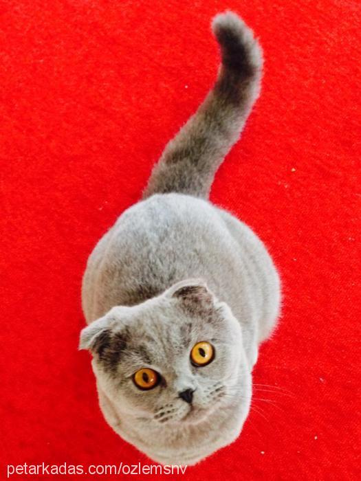 hÜrrem Dişi Scottish Fold