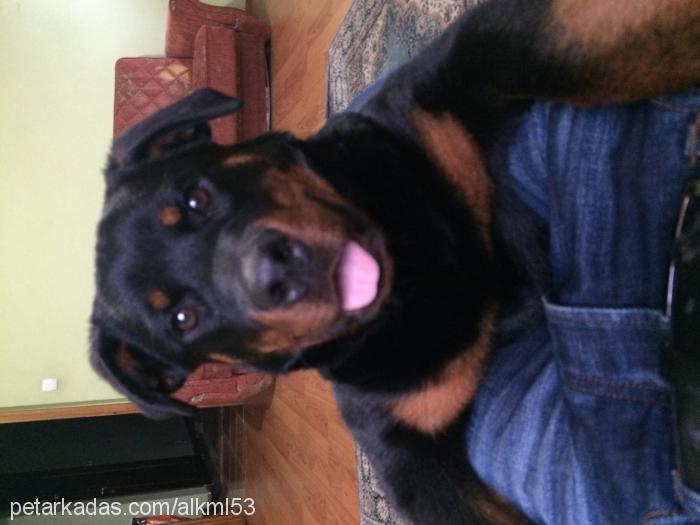 zeyna Dişi Rottweiler