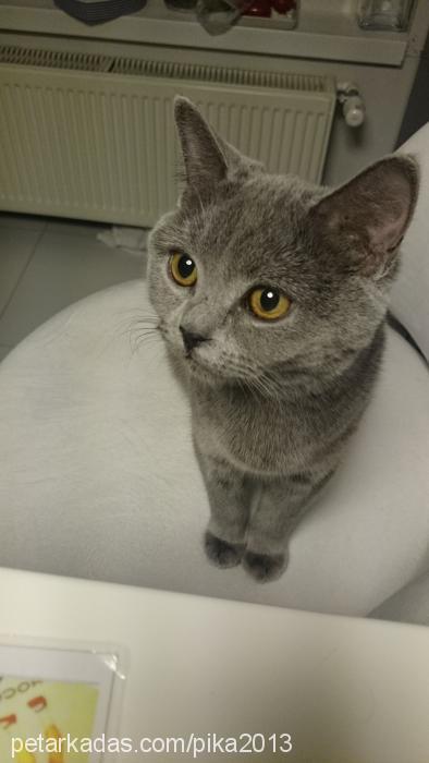 pika Dişi British Shorthair