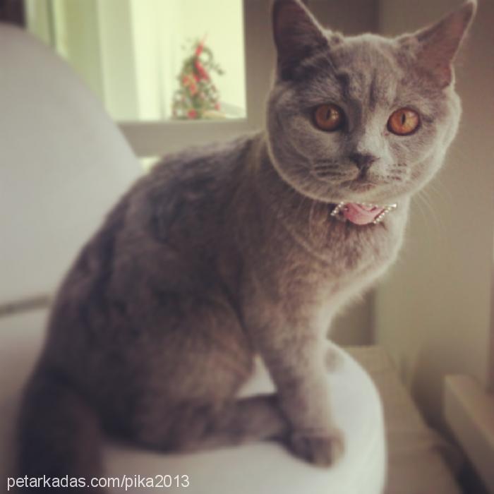 pika Dişi British Shorthair