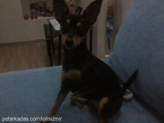 lolİta Dişi Minyatür Pinscher