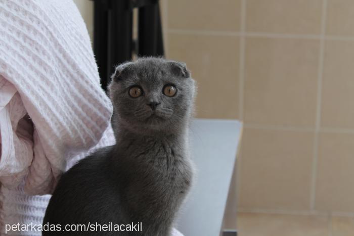 Çakıl Erkek Scottish Fold