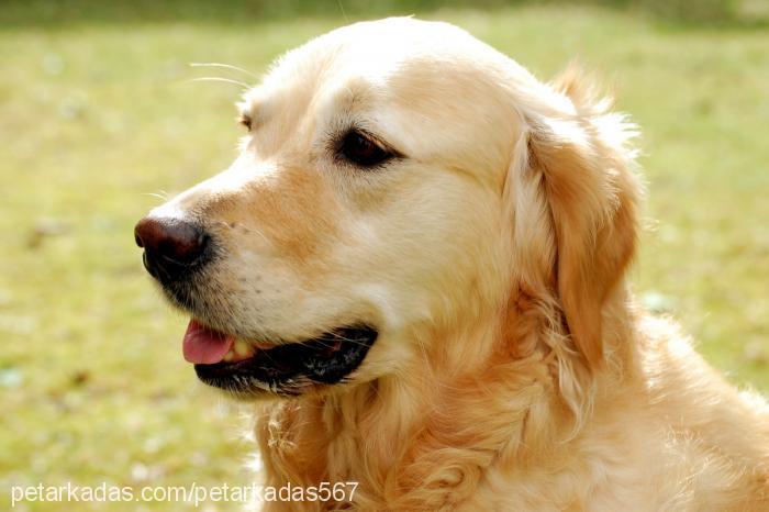 karamel Erkek Golden Retriever