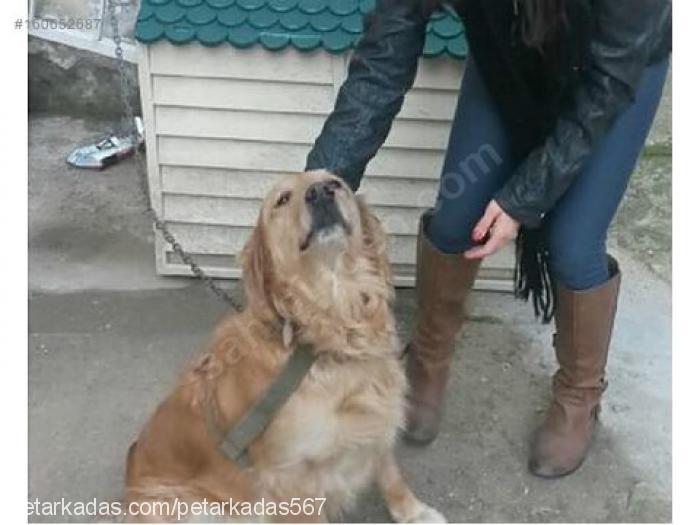 karamel Erkek Golden Retriever