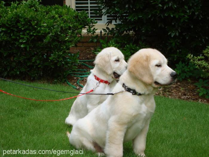 glacier Erkek Golden Retriever