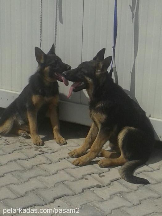 max Erkek Alman Çoban Köpeği