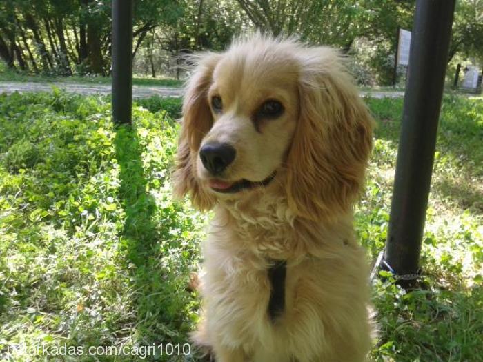 tarçın Erkek Amerikan Cocker Spaniel