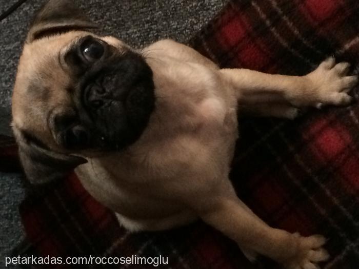 rocco Erkek Pug