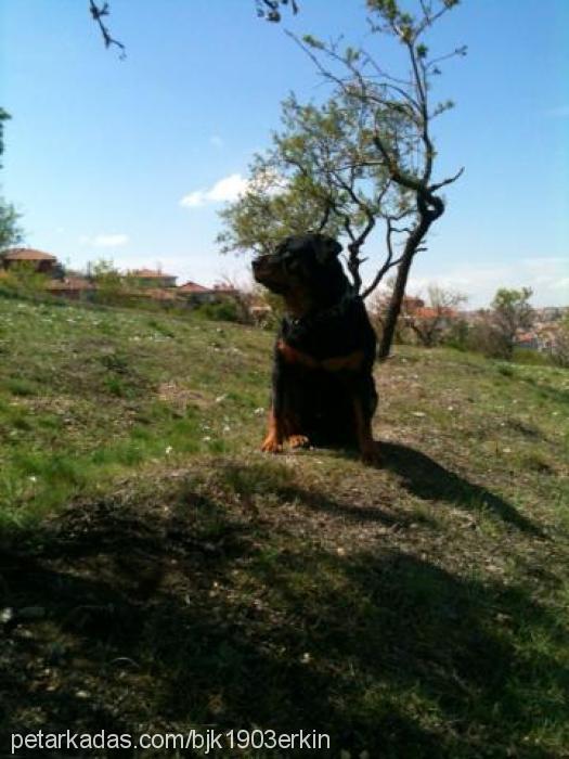 paris Dişi Rottweiler