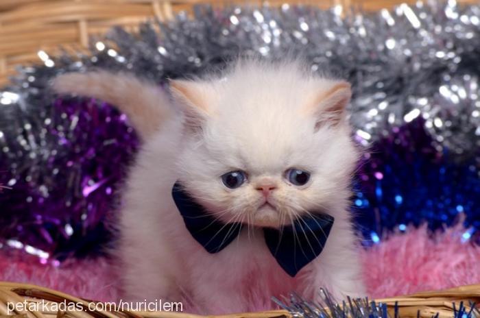 isimsiz Erkek Exotic Shorthair