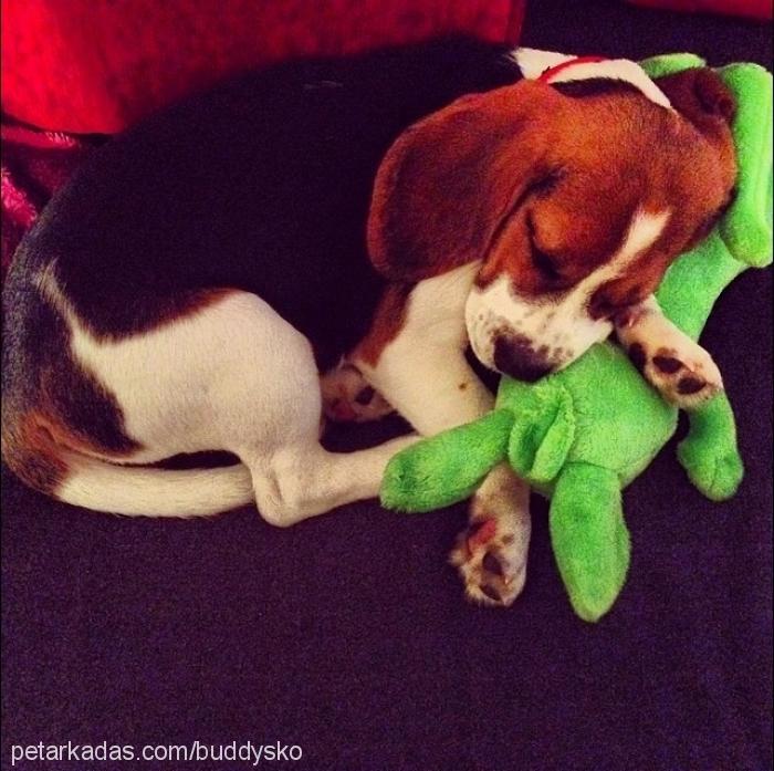 buddy Erkek Beagle